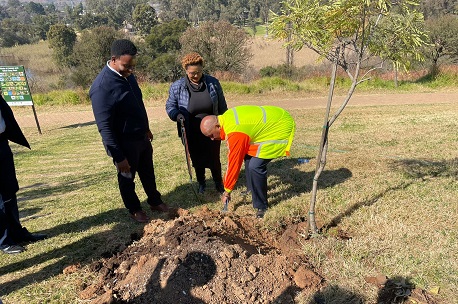 Tree planting at the park
