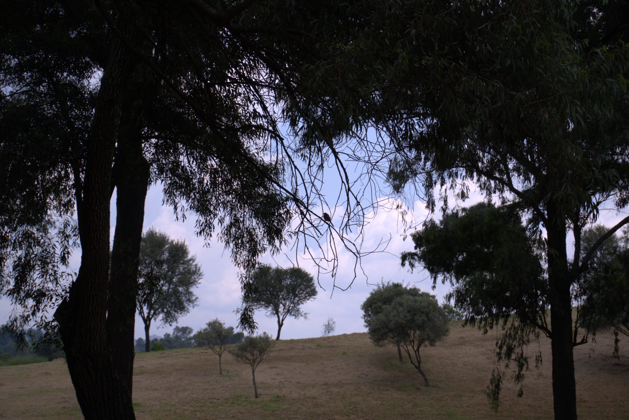 Safety initiative hailed for Johannesburg parks